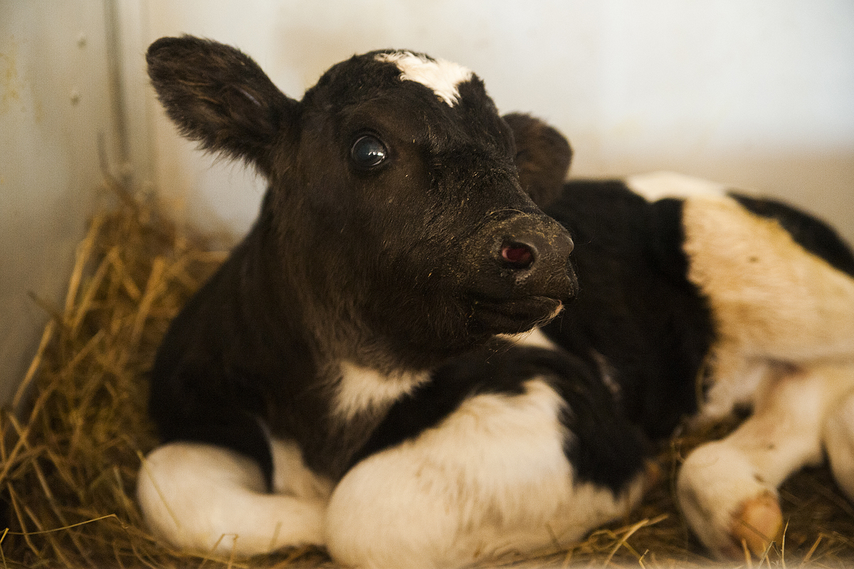 Новорожденный телеленок. Черно пестрая корова. Калмыцкая порода коров. Только что родившийся теленок. Маленькие телята.