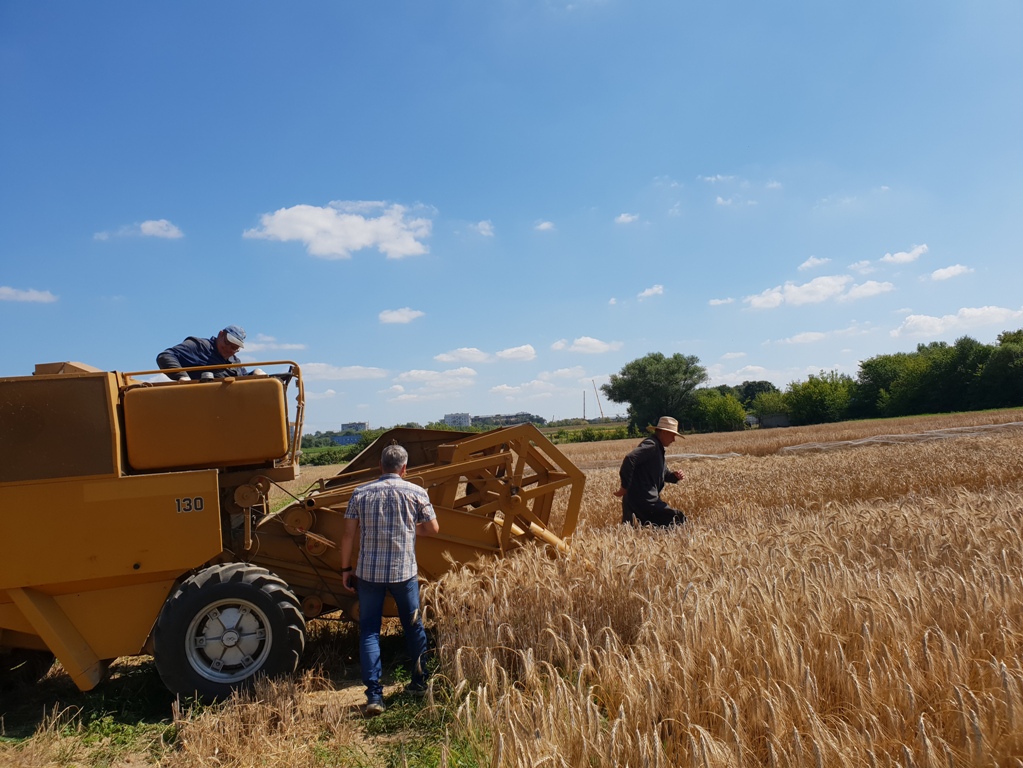 планируемый урожай. уборка пшеницы в краснодарском крае 2020. планируемый урожай. таблица планируемой урожайности. планируемый урожай.