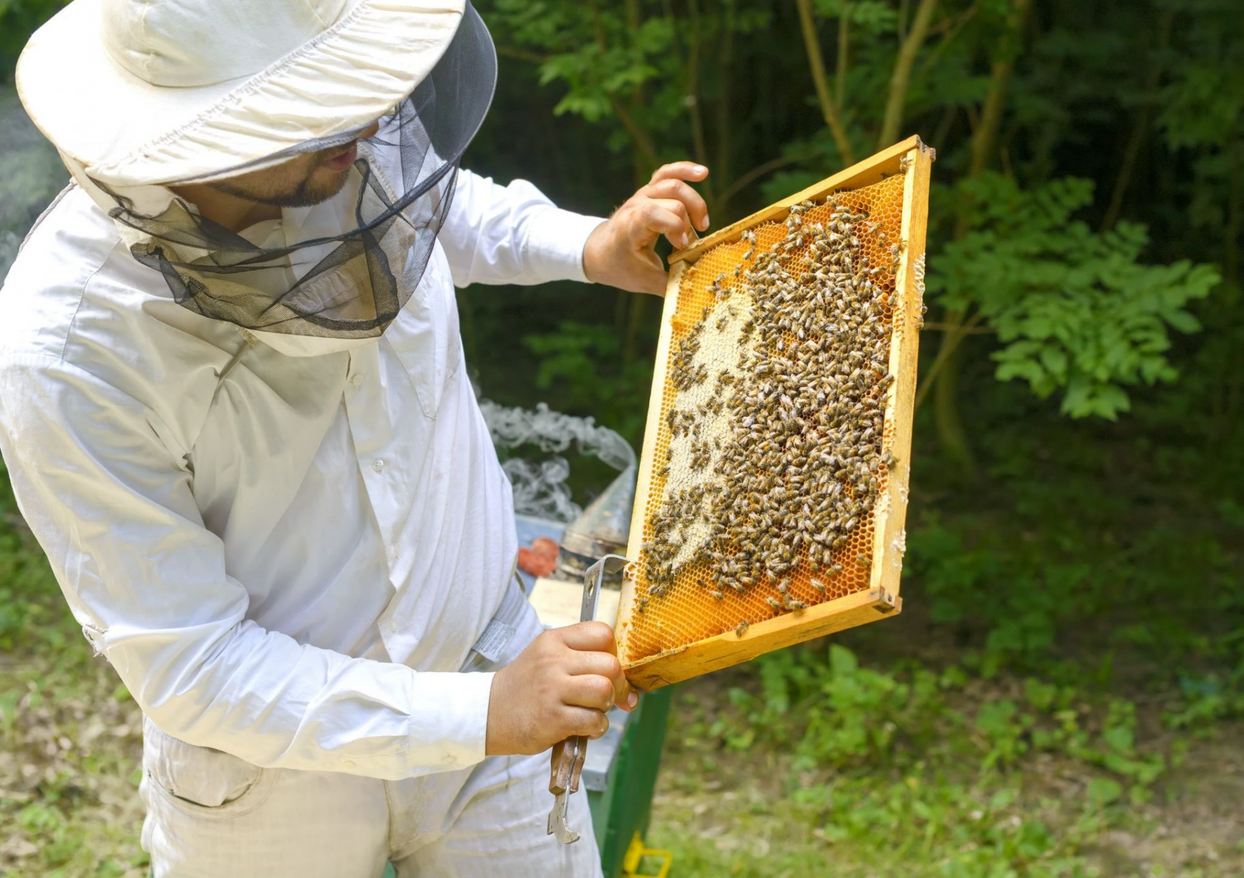 The Secret Lives of Honeybees: How Honey Gets Made Bee keeping, Honey bees keepi