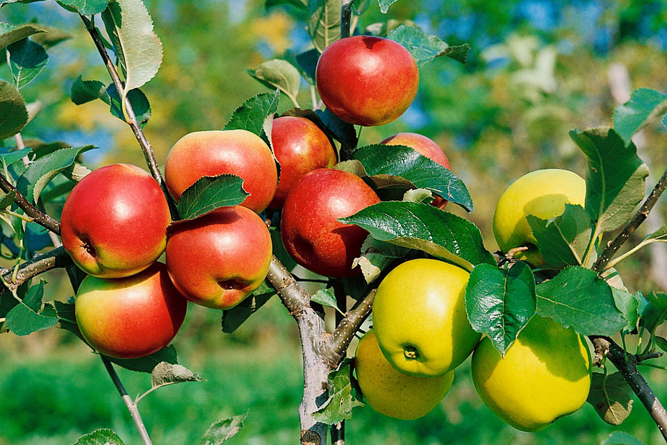 Яблоньки 2. Многосортовые яблони. Яблоня Куйбышевское. Привитые многосортовые плодовые деревья. Голден Рейнджерс яблоня.